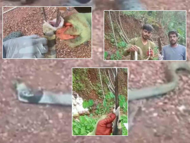 कोबरा निगल गया 12 इंच का चाकू, फिर जो हुआ, VIDEO देख निकल आएगा कलेजा