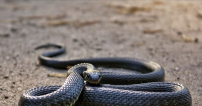 सांप की पूंछ मारने से नहीं होती मौत! एक्सपर्ट ने खोली सच्चाई.