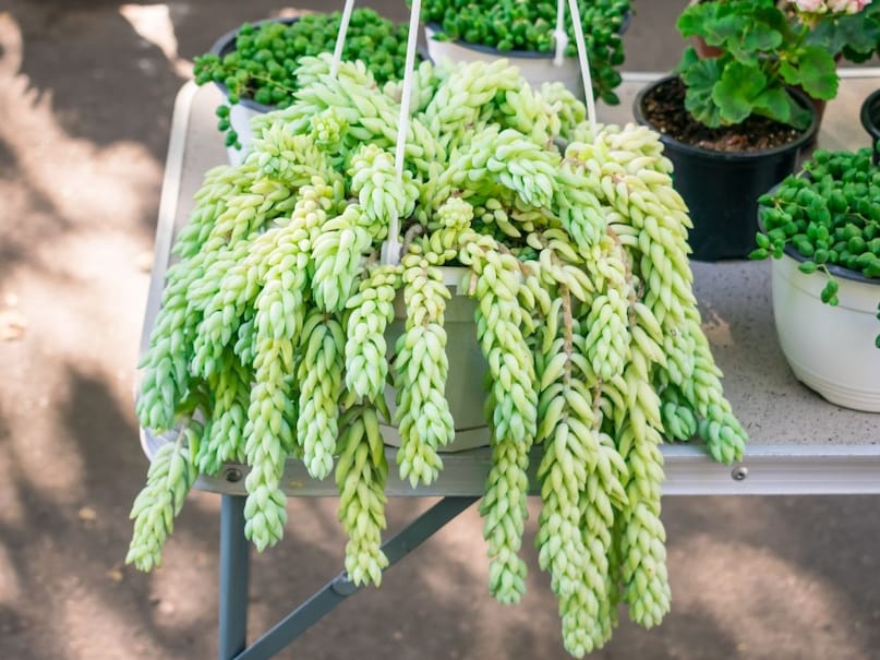 tail