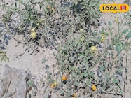 खाद और कीटनाशकों को टाटा-बाय बाय, अब जैविक टमाटर से होगी बंपर कमाई, जानें तरीक