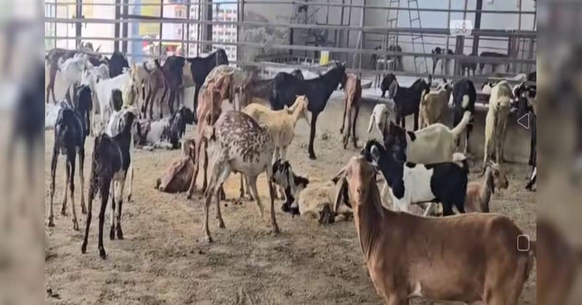 अयोध्या से लेकर संभल तक… शांति से अदा हुई बकरीद की नमाज, चप्पे-चप्पे पर थे पुलिसवाले, अमन का पैगाम