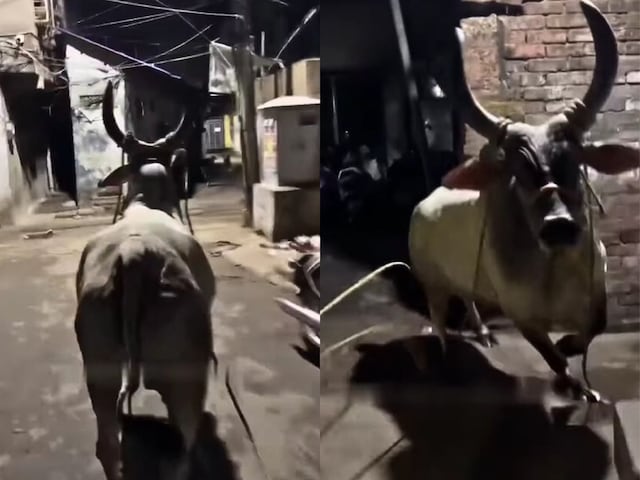 'आ बैल मुझे मार!' बैल के पीछे-पीछे दौड़ गया शख्स, बना रहा था वीडियो, तभी... 'आ बैल मुझे मार!' बैल के पीछे-पीछे दौड़ गया शख्स, बना रहा था वीडियो, तभी...