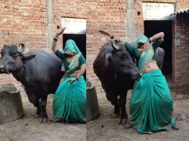 भैंस के पास गई महिला, चिपक कर किया ऐसा काम, घूर-घूर कर देखने लगा बेजुबान!