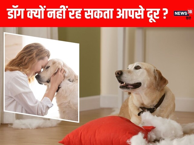 Does your dog cry, if you chew yourself, then this disease can happen