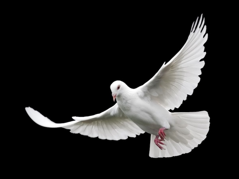 Pigeon and Fakhta: These birds with strong bodies and small beaks are mostly eaten by seeds or fruits. Many of these have become dependent on human food in cities, but naturally they prefer seeds and fruits. Canva