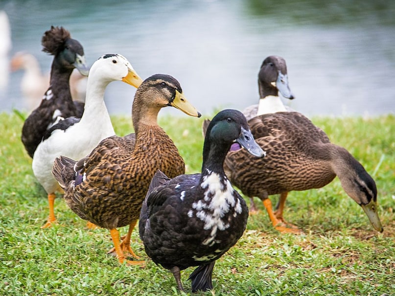 Hans and ducks: Some swans sometimes eat insects, but species like Anseer CygnOides are almost completely vegetarian. They depend on roots, seeds and water plants. Hans and ducks: Some swans sometimes eat insects, but species like Anseer CygnOides are almost completely vegetarian. They depend on roots, seeds and water plants.