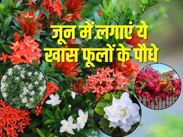 जून में बालकनी सजाएं इन 5 पौधों से, सालभर खिलते हैं फूल