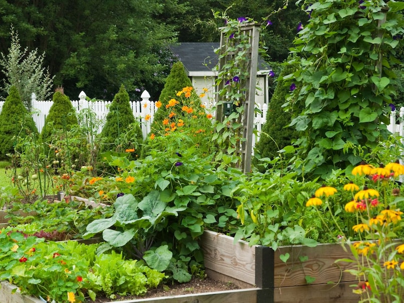 How do you take care of plants in monsoon