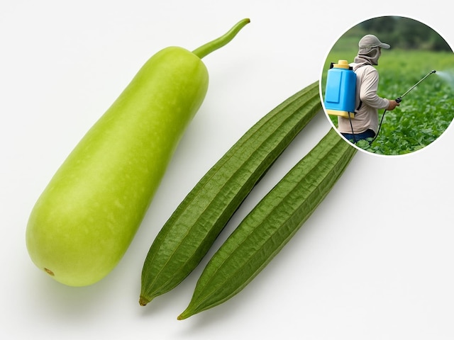 Healthy vegetables like gourd and gourd should not become poison for you? Identify like this Healthy vegetables like gourd and gourd should not become poison for you? Identify like this