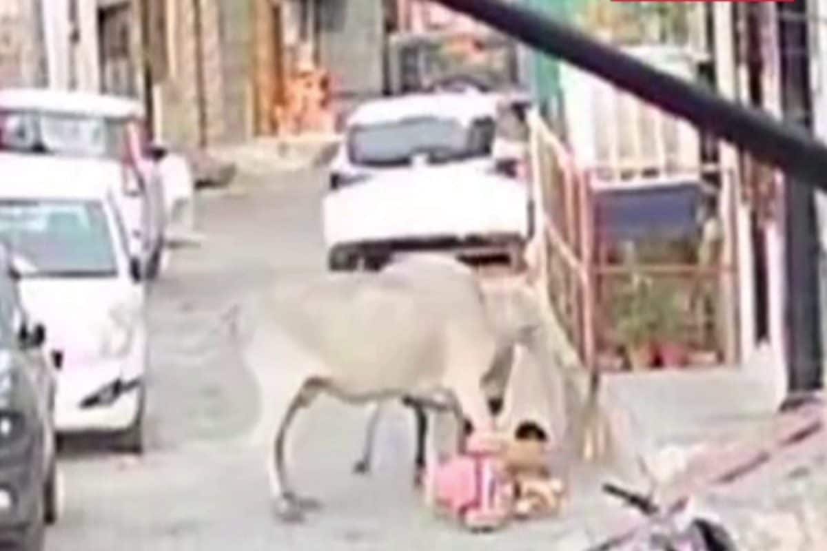 4 साल के बच्चे पर गायों का हमला महिला की बहादुरी से बची जान