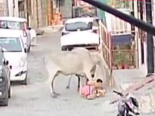 4 -वर्ष के बच्चे पर गाय का हमला, महिला की बहादुरी से बच गई 4 -वर्ष के बच्चे पर गाय का हमला, महिला की बहादुरी से बच गई