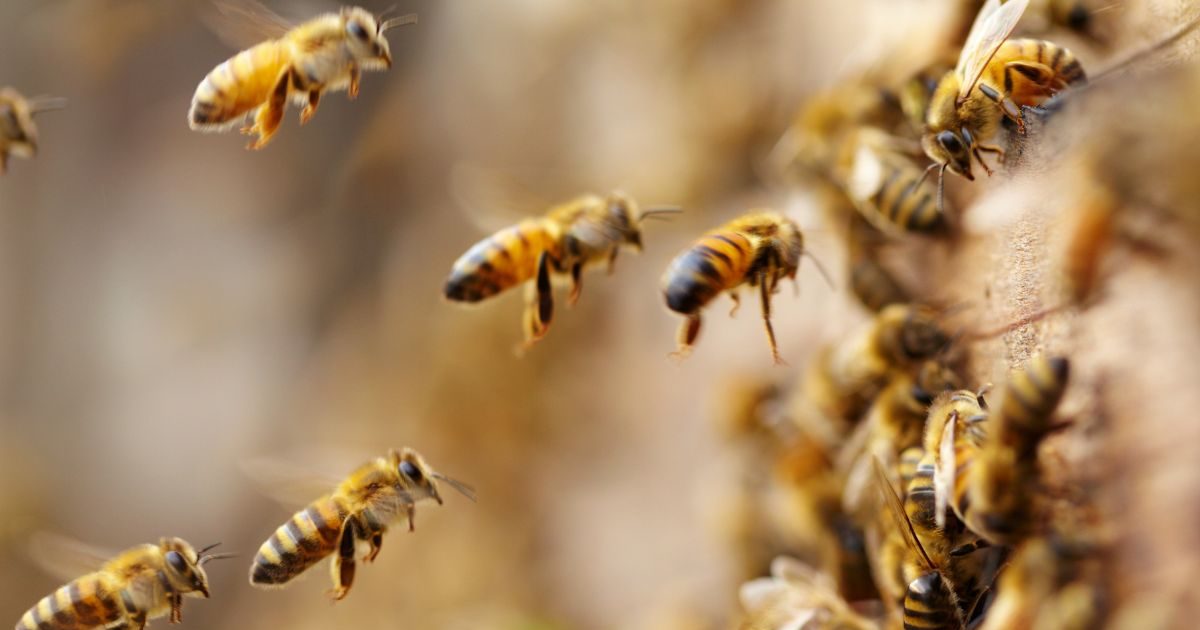 why honey bees getting angry attacks rise due to flower shortage and perfume shocking revelation in meerut scientist research:मेरठ में गर्मियों में मधुमक्खियों के हमले बढ़े, वैज्ञानिकों की चेतावनी.
