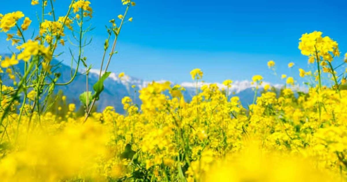 Research on mustard farming: सरसों की फसल करें ये काम, होगा जबरदस्त मुनाफा; MSc के छात्र ने किया सोध
