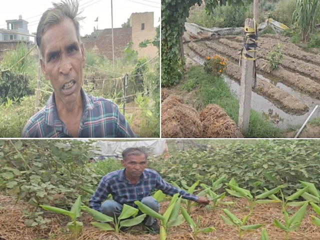 कार्यकर्ता ने 200 गज की साजिश पर किचन गार्डन शुरू किया, इतना कमाई कार्यकर्ता ने 200 गज की साजिश पर किचन गार्डन शुरू किया, इतना कमाई