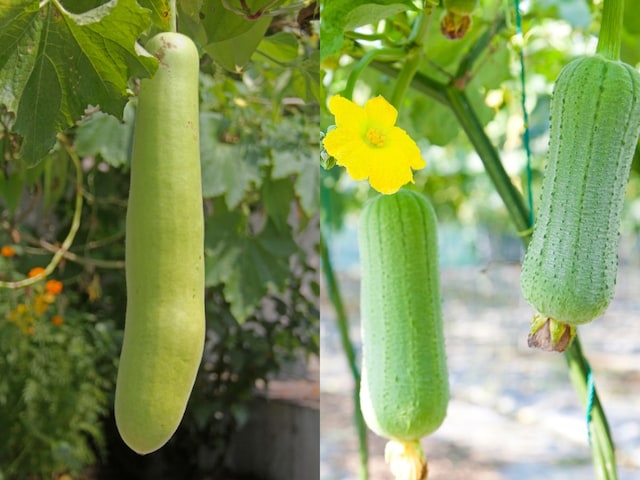 Check like this, chemical gourd and luffa? Be sure to check purity before making Check like this, chemical gourd and luffa? Be sure to check purity before making