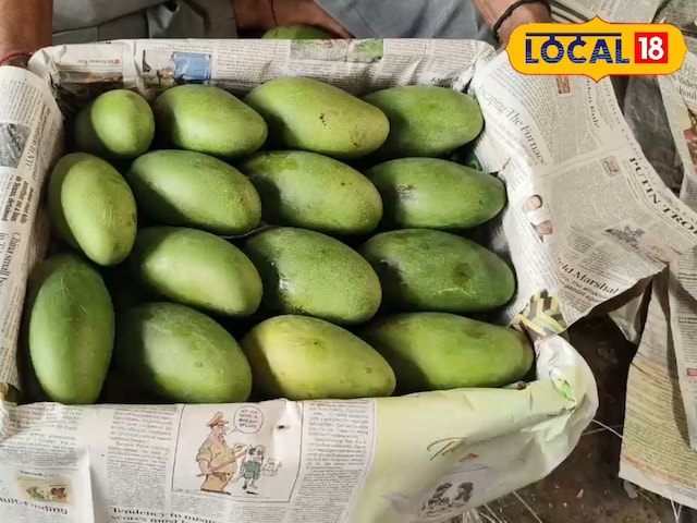 राजस्थान के मंडिस में आम, अजमेर-सिकर में यह किस्म राजस्थान के मंडिस में आम, अजमेर-सिकर में यह किस्म