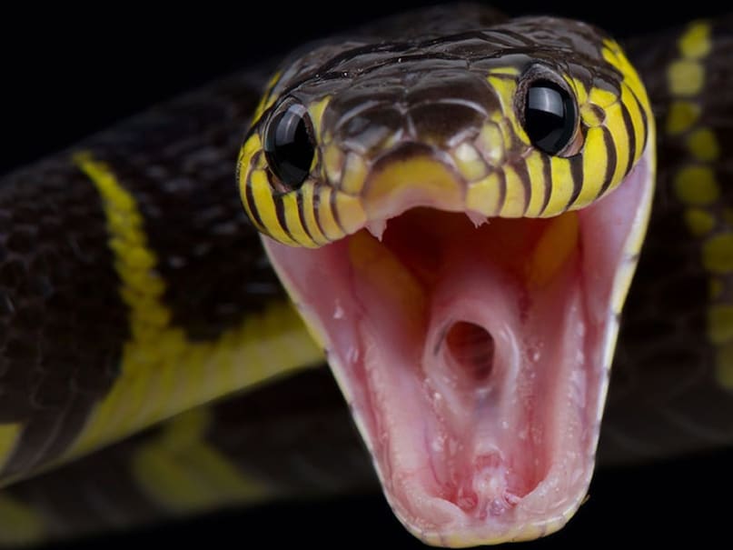 snake bite snake bite
