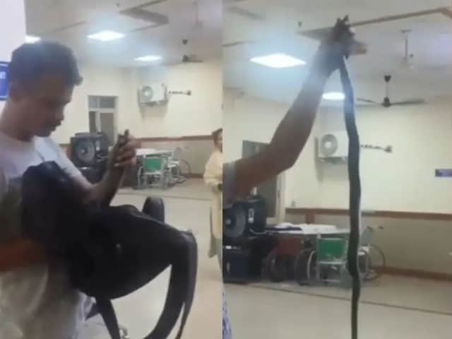 व्यक्ति एक काले बैग के साथ अस्पताल में आया, एक सांप निकाला, कहा- इलाज, इसने इसे काट दिया है ... व्यक्ति एक काले बैग के साथ अस्पताल में आया, एक सांप निकाला, कहा- इलाज, इसने इसे काट दिया है ...