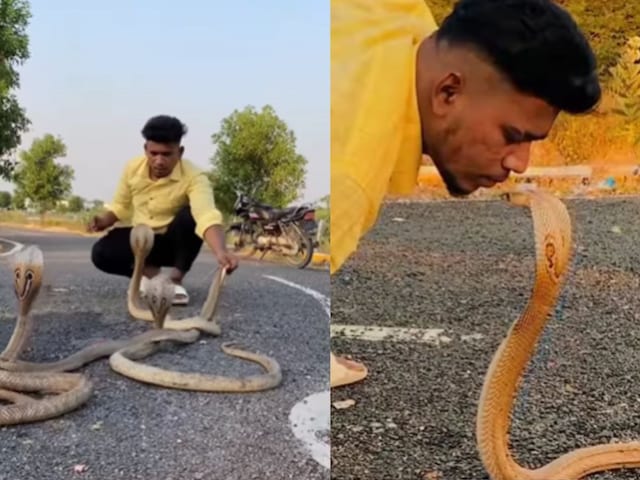 जहरीले सांप को देखते ही बेसब्र हो जाता है युवक, होंठों से करता है 'टच' जहरीले सांप को देखते ही बेसब्र हो जाता है युवक, होंठों से करता है 'टच'