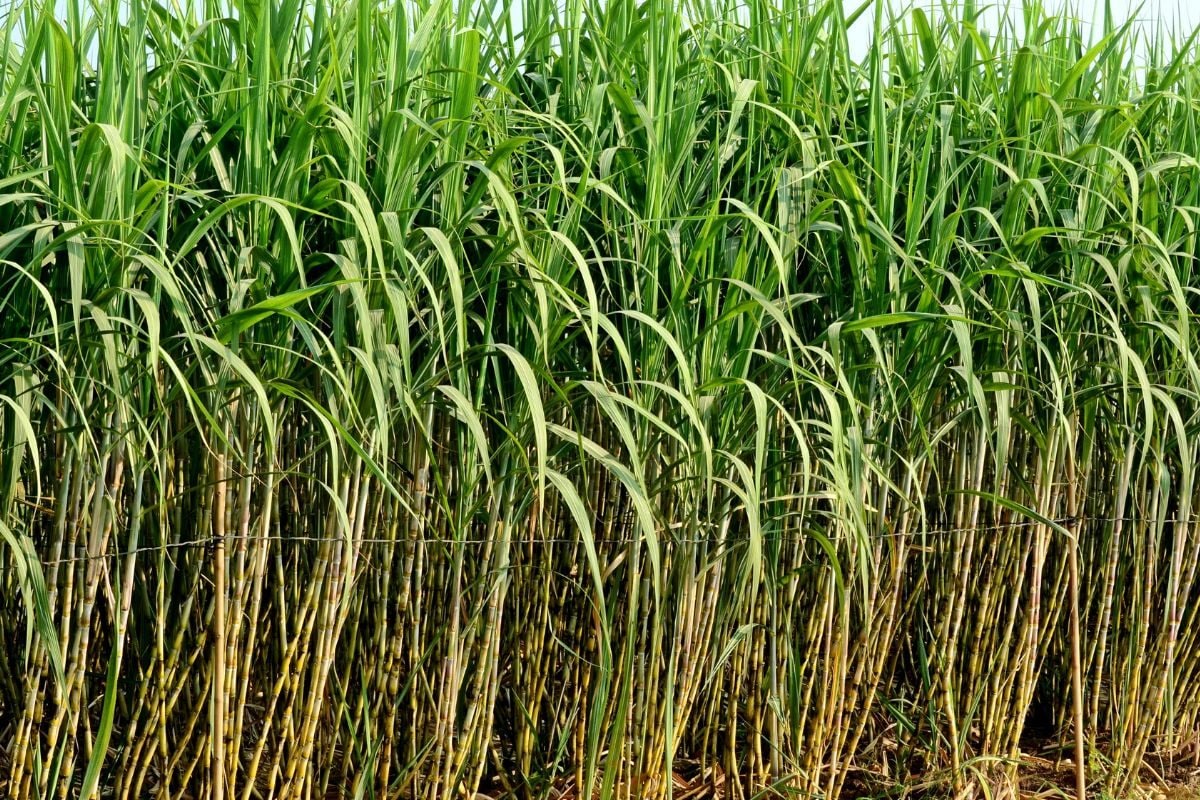 पंजाब में गन्‍ने की कीमत सबसे ज्‍यादा अभी तक यूपी था पहले पायदान पर