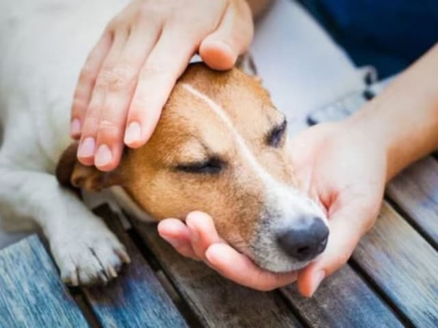 पालतू कुत्ते के लिए अब चाहिए 10 पड़ोसियों की 'हां', सूरत में नया नियम लागू