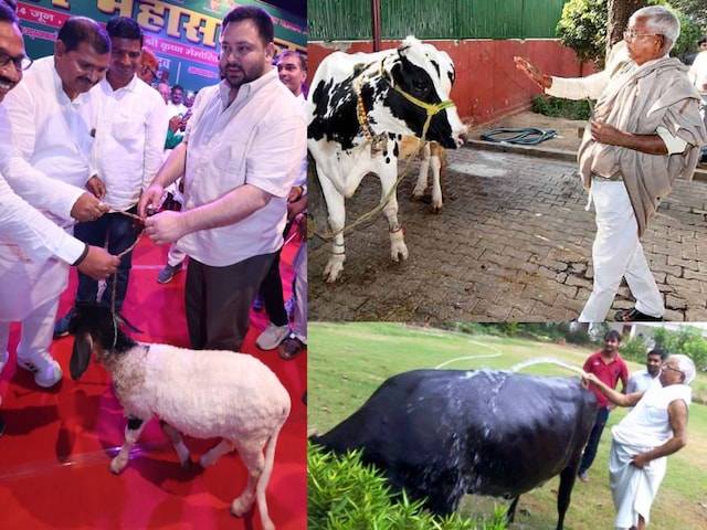 तेजस्वी के तबेले में भैंस के बाद भेड़ शामिल... इस जाति की क्यों पकड़ ली रस्सी? तेजस्वी के तबेले में भैंस के बाद भेड़ शामिल... इस जाति की क्यों पकड़ ली रस्सी?