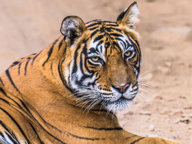 दहाड़ थम गई... सतपुड़ा के जंगल में बाघ मृत मिला, आपसी रंजिश का शक