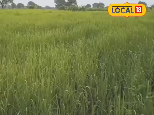 उगाएं मोटे अनाज की ये फसल, हो जाएंगे मालामाला, गिनते-गिनते थक जाएंगे नोटों की गड्डियां उगाएं मोटे अनाज की ये फसल, हो जाएंगे मालामाला, गिनते-गिनते थक जाएंगे नोटों की गड्डियां