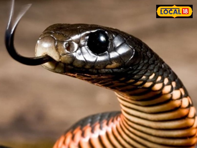snake snake