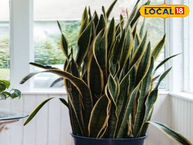 snake plant