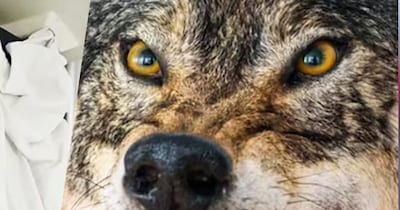 बहराइच में फिर शुरू हुआ भेड़िया का आतंक.