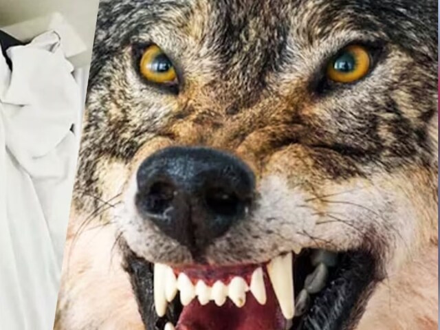 बहराइच में 7वें भेड़िए का हुआ एनकाउंटर, शार्प शूटर ने कर दिया ढेर