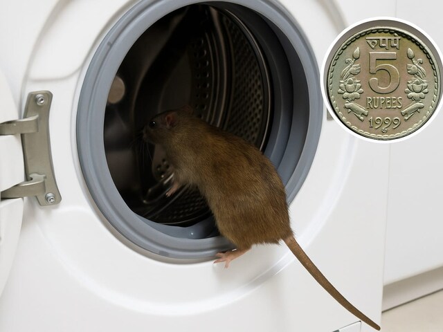 Do rats enter the washing machine repeatedly? Try these 5 rupees indigenous recipe