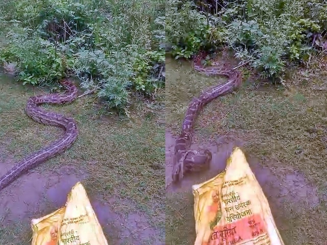 जंगल से भटका, फिर गांव में 12 फीट के अजगर ने भरी फुफकार, गांववालों के उड़े होश जंगल से भटका, फिर गांव में 12 फीट के अजगर ने भरी फुफकार, गांववालों के उड़े होश