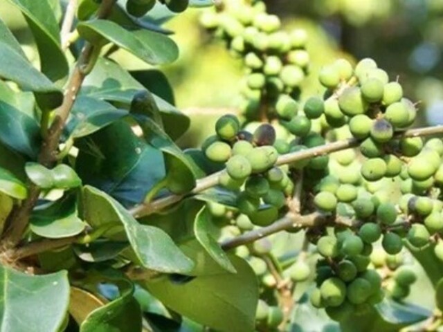 When pain, swelling and tiredness are persecuted, Guggul works, thousands of diseases in Ayurveda