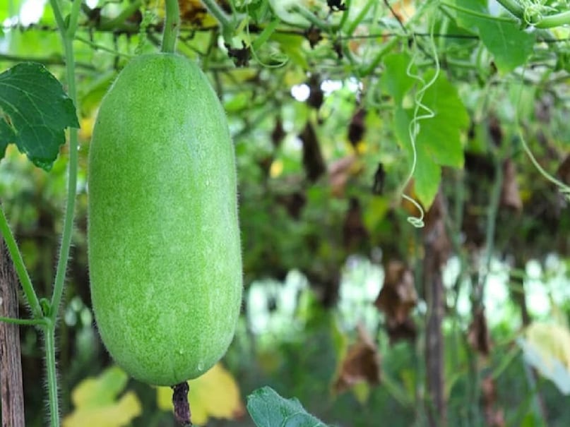 Peetha Ke Fayde, Kumhda Health Benefits, Ash Gourd Juice Benefits, How to Eat Ash Gourd, Weight Loss Vegetables India, Natural Remedy For Accidity, Glowing Skin Skin Skin Skin Skin Skin Skin Skin Skin. Food, Healthy Indian Vegetables Peetha Ke Fayde, Kumhda Health Benefits, Ash Gourd Juice Benefits, How to Eat Ash Gourd, Weight Loss Vegetables India, Natural Remedy For Accidity, Glowing Skin Skin Skin Skin Skin Skin Skin Skin Skin. Food, Healthy Indian Vegetables