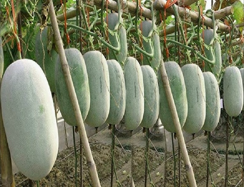 Peetha Ke Fayde, Kumhda Health Benefits, Ash Gourd Juice Benefits, How to Eat Ash Gourd, Weight Loss Vegetables India, Natural Remedy For Accidity, Glowing Skin Skin Skin Skin Skin Skin Skin Skin Skin. Food, Healthy Indian Vegetables