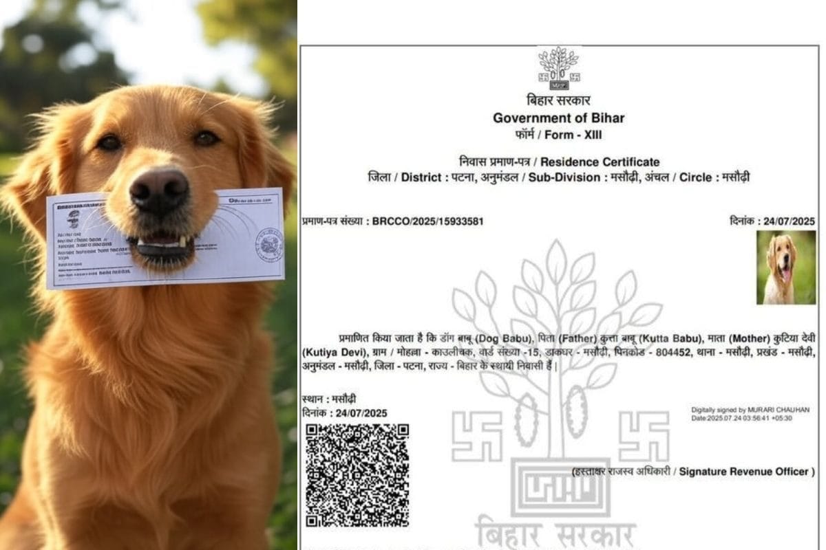 SIR के बीच वायरल हुआ डॉग बाबू का निवास प्रमाण पत्र, डीएम ने लिया तगड़ा एक्शन