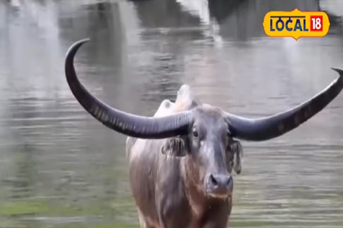 आने वाली पीढ़ी सिर्फ फोटो-वीडियो में देखेगी वन भैंसा, सिर्फ 15-16 बचे हैं!