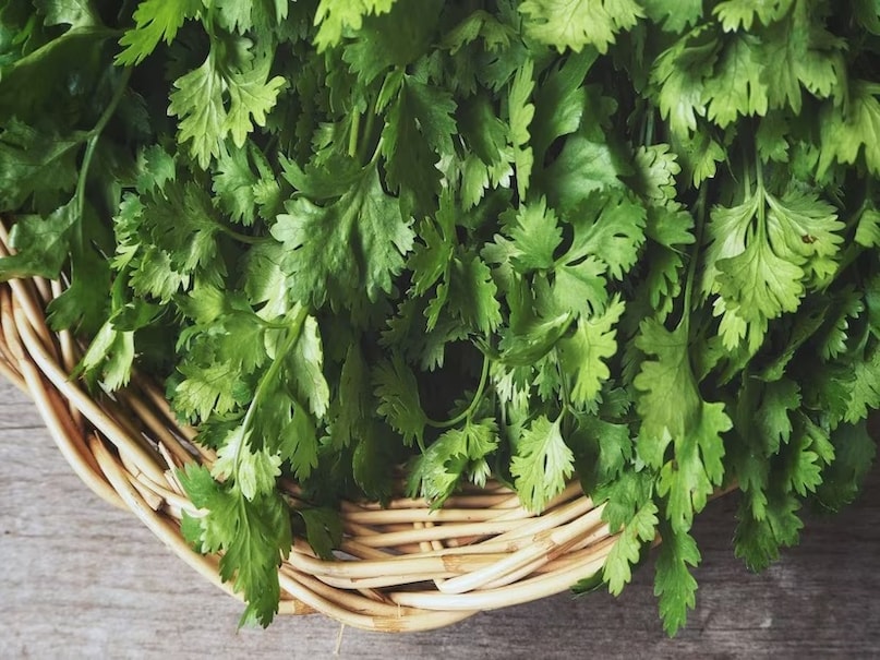 How to grow green coriander at home, coriander cultivation, how to grow coriander at home, how to plant coriander in pot, how to grow dhaniya easily, how to make soil for coriander, how to water coriander plant