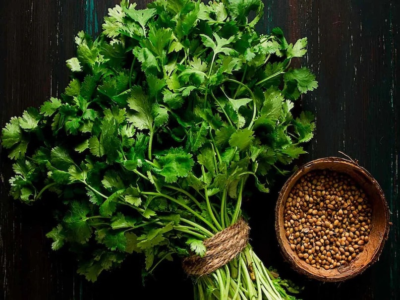 How to grow green coriander at home, coriander cultivation, how to grow coriander at home, how to plant coriander in pot, how to grow dhaniya easily, how to make soil for coriander, how to water coriander plant
