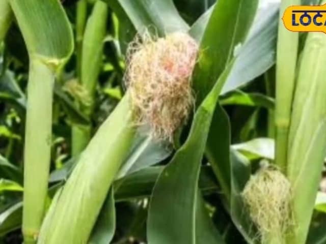 सूखा हो या बाढ़, अब मक्का देगा बंपर पैदावार! BAU की दो नई किस्में करेंगी कमाल