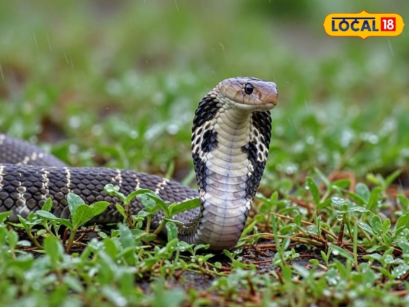 Snake Unknown Facts