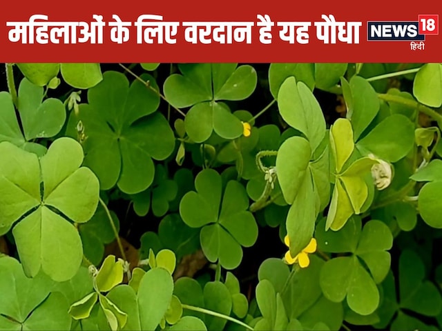 इस छोटे से पौधे में छिपा है सेहत का राज, महिलाओं के लिए नेचुरल टॉनिक, चेहरे पर लाता है निखार इस छोटे से पौधे में छिपा है सेहत का राज, महिलाओं के लिए नेचुरल टॉनिक, चेहरे पर लाता है निखार