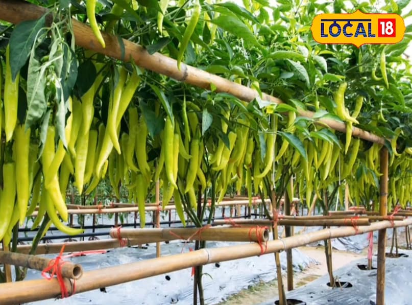 chilli crops, threat of pests on chilli crops, chilli crops pests, chilli pests, tips and trciks, farming tips, chilli farming, Root rot in chilli , chilli farming tips , chilli prevention tips from root rot, जड़ सड़न रोग के उपाय , मिर्च जड़ सड़न रोग टिप्स , एग्रीकल्चर न्यूज chilli crops, threat of pests on chilli crops, chilli crops pests, chilli pests, tips and trciks, farming tips, chilli farming, Root rot in chilli , chilli farming tips , chilli prevention tips from root rot, जड़ सड़न रोग के उपाय , मिर्च जड़ सड़न रोग टिप्स , एग्रीकल्चर न्यूज