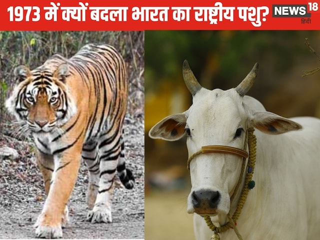  भारत का राष्ट्रीय पशु कौन-गाय या बाघ, क्‍यों किया गया चुनाव?