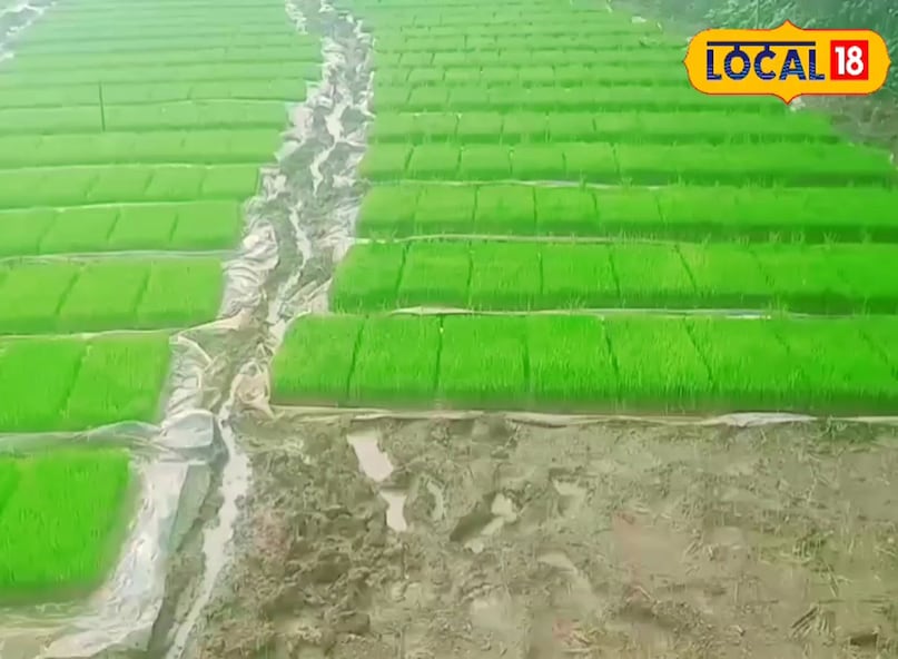 Rice Farming, धान की खेती, Rice Nursery, धान की नर्सरी, Rice Seedlings, धान के रोपे, Rice Diseases, धान के रोग Rice Farming, धान की खेती, Rice Nursery, धान की नर्सरी, Rice Seedlings, धान के रोपे, Rice Diseases, धान के रोग