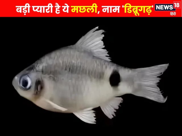 ब्रह्मपुत्र की गहराई में मिली अनोखी मछली, साइंटिस्ट्स ने दिया डिब्रूगढ़ का नाम ब्रह्मपुत्र की गहराई में मिली अनोखी मछली, साइंटिस्ट्स ने दिया डिब्रूगढ़ का नाम