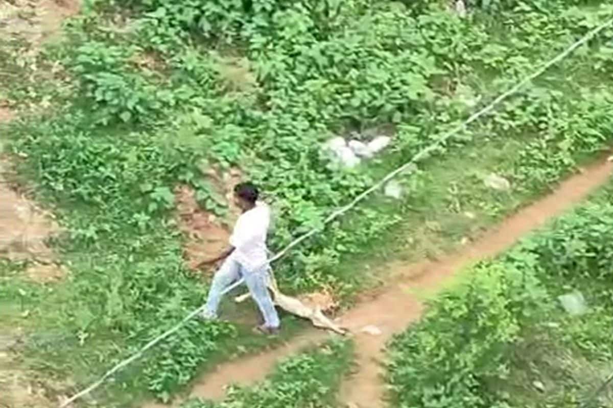पुलिस लाइन में 10 आवारा कुत्तों को गोली मारी! फिर शव को...Video वायरल