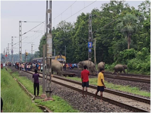 कैसे झारखंड-बंगाल 'एलिफेंट कॉरिडोर' बन गया हाथियों के लिए मौत का गलियारा?